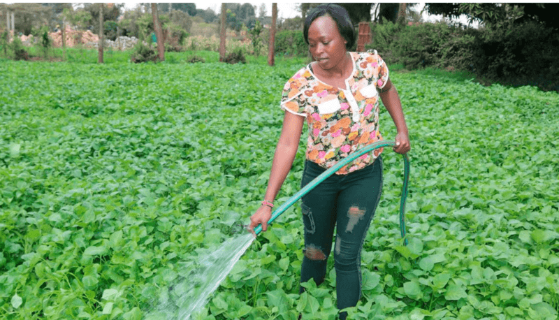 Ceciliah Maina: 29-Year Old Kiambu Farmer Minting Profits From Managu
