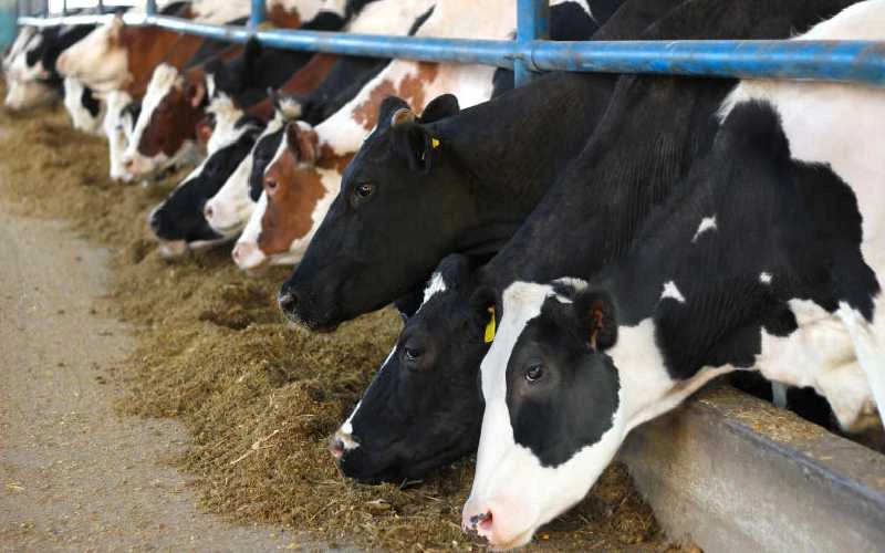 Jackson Keitany: Dairy Farmer Earnings Increase By Over Ksh40K After Changing Feeds