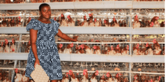 Anna Ndunda: Administrator Collecting 43 Trays Of Eggs From Her Thriving Side Hustle