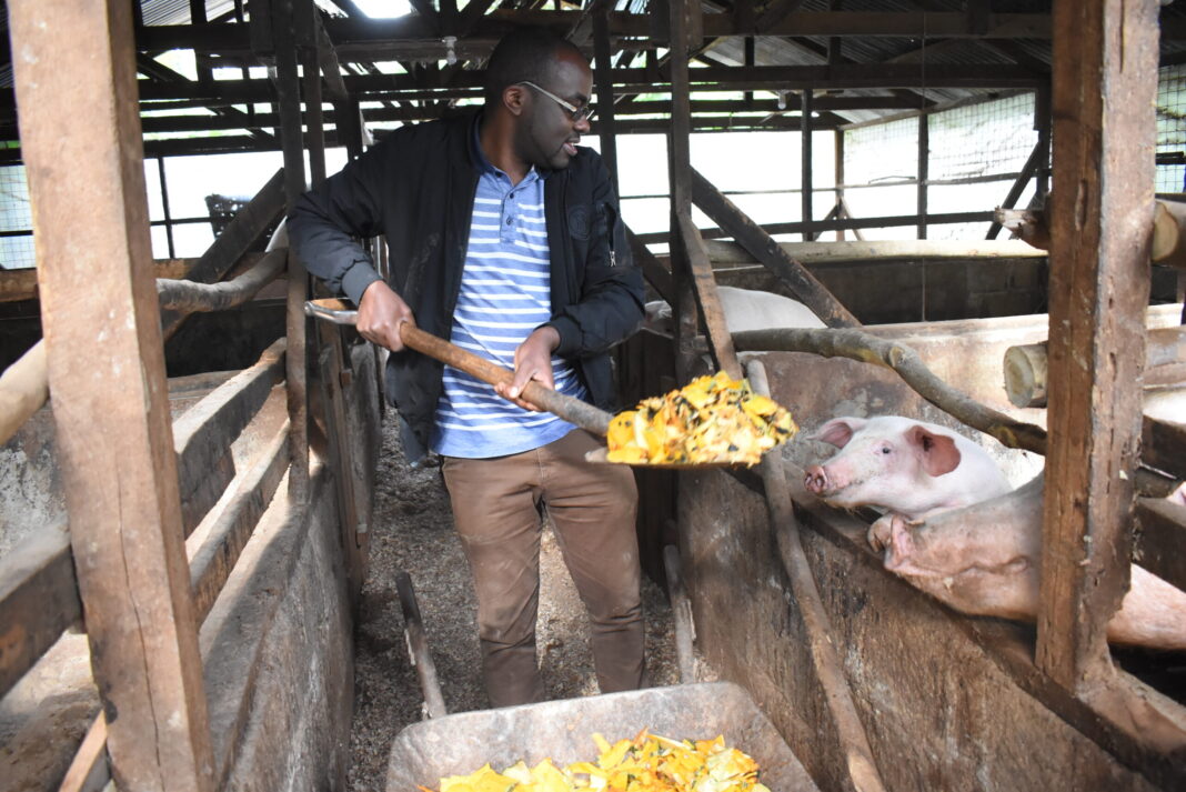 Benson Wirigi: Maths Teacher From Meru Reaping Big Money In Pig Farming Business