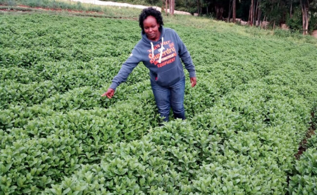 Lucy Kambo: Teacher Turned Farmer Harvesting Handsome Returns From Herbs