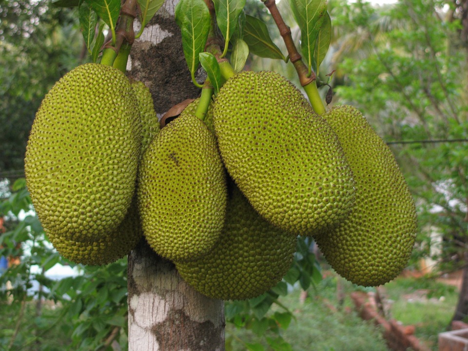 Kenyan Farmers Reap Ksh 500,000 from Lucrative Multi-Million Jackfruit Venture