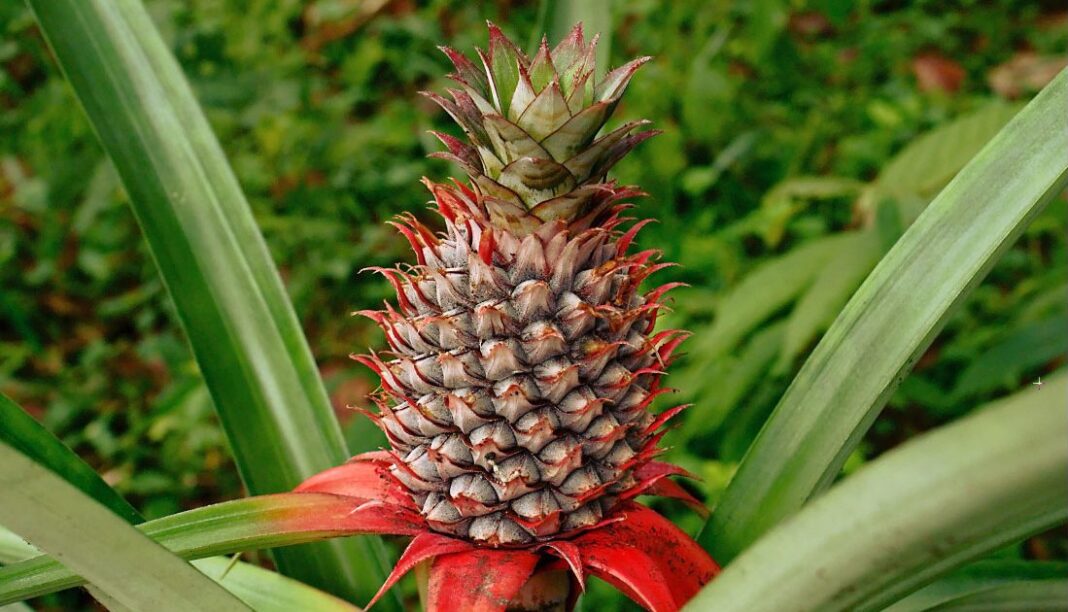 From ECD Teacher To Pineapple Millionaire: The Inspiring Story Of Shiko Waweru