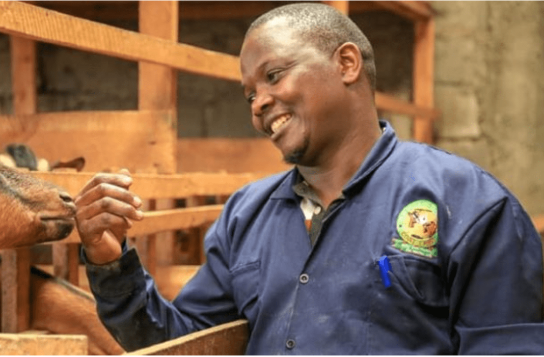 Robert Macharia: How Nairobi Farmer Is Making Ksh5,000 Per Day From Goat Milk 