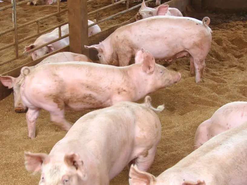 Bank Manager To Pig Farming, The Story Of Martin Gachuma