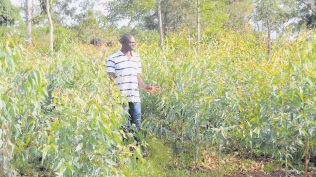 Wycliffe Asiyo: How I Started Tree Planting Business With Ksh 5K In HomaBay And Made Ksh 750K Profits