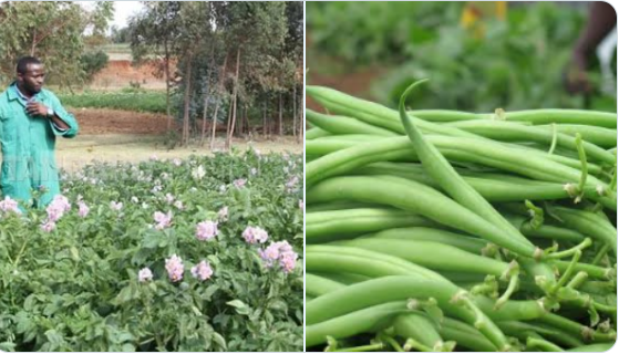 Boniface Bundi: I Set My University Degree Aside, Now Making Millions From Selling Potatoes And French Beans