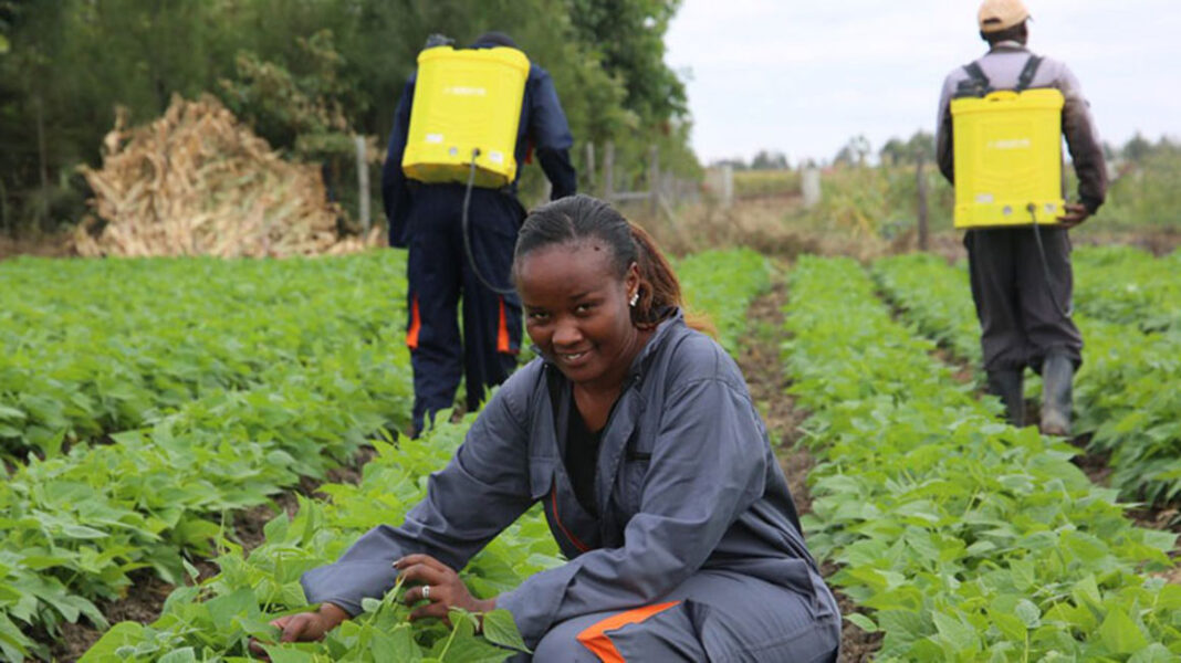 Jedidah King'ori: IT Graduate Who Quit Ksh18,000 Monthly Job To Grow French Beans, Now Making Up To Ksh 350K In Profits