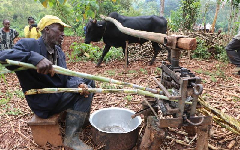 Mathias Machika: Kakamega Man Earning KSh10,000 Daily From Jaggery