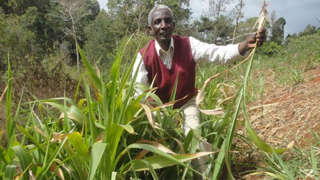 Evans Mwangi: Ex-Mwai Kibaki Personal Bodyguard Who Left Ksh 700 Monthly Job, Now Earning Thousands Selling Fodder Grass
