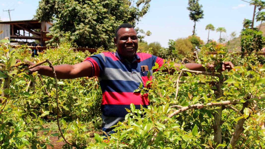 Moses Lichoro: Miraa Farmer Minting Millions From Selling Miraa In Meru