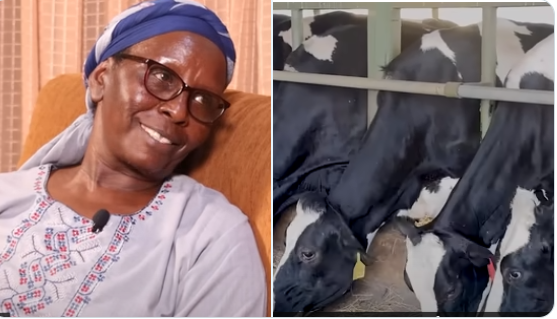 Ann Wakili: I Started With One Cow, Now Owning 150 Grade Cows Producing 1000 Litres Of Milk Daily