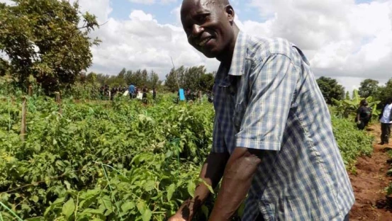 Elijah Gitari: How I Made My First Million From Selling Tomatoes On My 7-Acre Farm