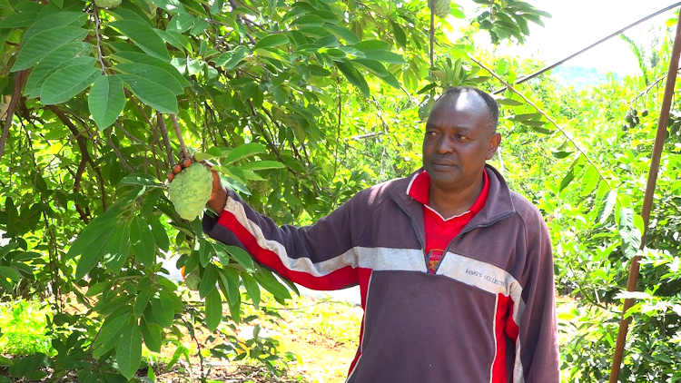 Fredrick Kinyanjui: Murang'a Farmer Making Millions From Custard Apple