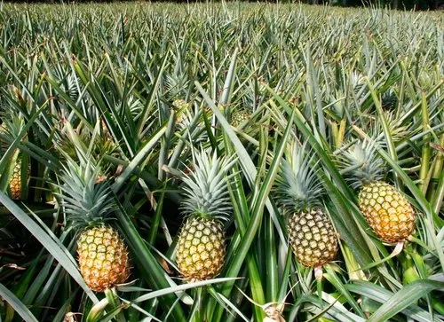 Kilifi-Based Farmer Making Millions From Growing Pineapples Each Season