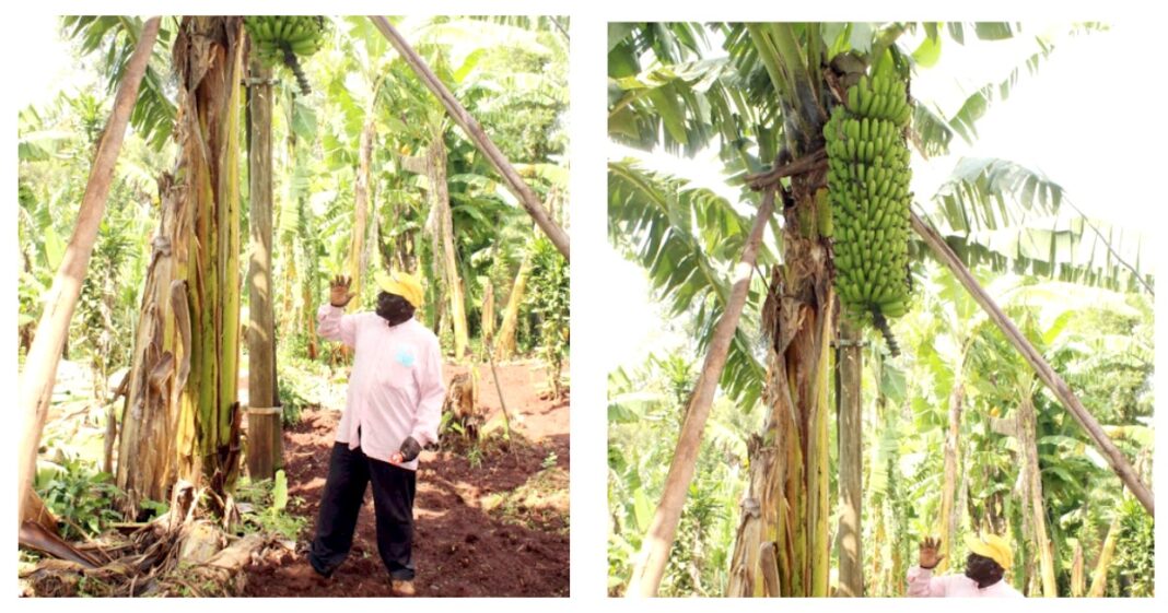 Joram Chavasu: Kakamega Farmer Making Approximately Ksh 50,000 From Selling Bananas