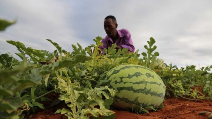 Suleiman Kalundu: Kitui Farmer Raking Over Kshs 1 Million From Watermelon