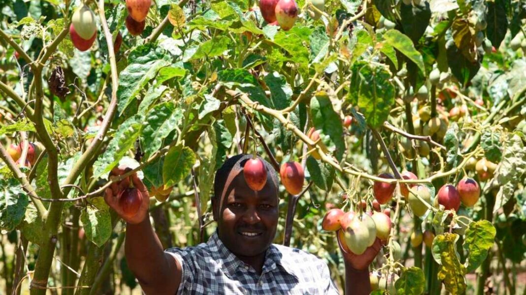 Elisha Onzillu: Uasin Gishu-Based Farmer Reaping Big From Tomato Tree