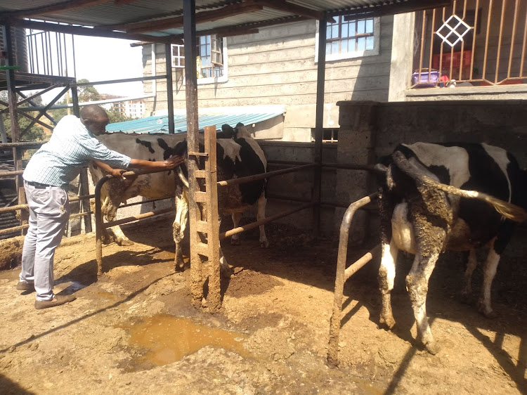 Alphaxard Ndung'u: How I Rose From One Cow To 30 Within 6 Months - Kiambu Farmer Reveals Secret Of Success