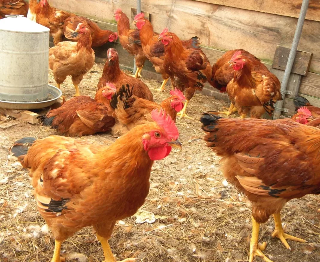 Lenny Gitonga: Telecommunications Engineer Who Quit His Job To Thrive In Poultry Farming