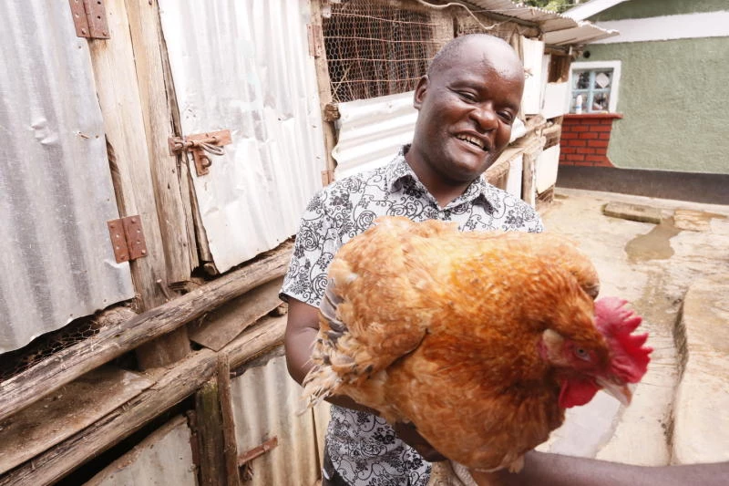 Daniel Mang’ong’o: Kakamega Man Making Up to Ksh50k Per Week From Poultry Farming, Reveals Tricks