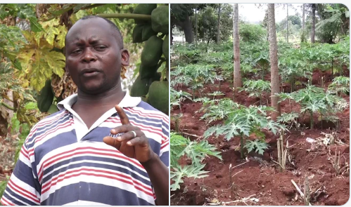 Simon Nyaga: How I Make Ksh 40,000 Weekly From My Two-And-A-Half Acre Paw Paw Farm