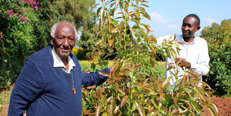 William Chiira: 90-Year-Old Agronomist With 4,000 Hass Avocado Trees, 1,000 Macadamia Trees