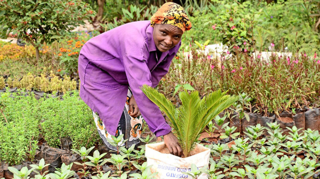 Margret Nyambura: Nairobi Farmer Making Up To Ksh 5,000 Per Day Selling Soil