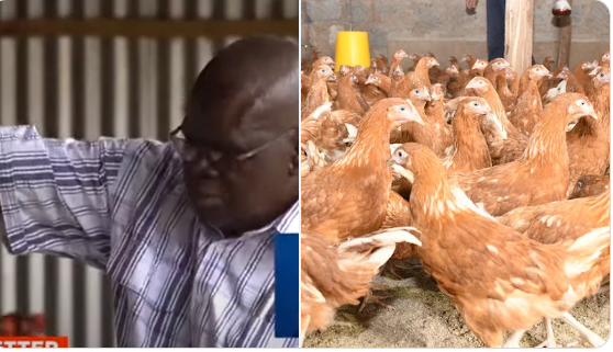 From Retrenchment to Success: The Inspiring Story of Hesbon Were's Chicken Empire in Kisumu County