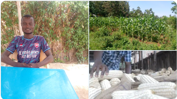 Paul Nyongesa: Egerton University Student Who Turned Ksh 10,000 Capital Into A Thriving Maize Farming Business In Busia County