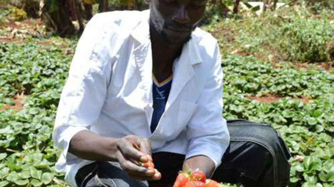 John Mutwiri: Primary School Dropout Making Approximately Ksh 12,000 Per Day Harvesting Strawberries