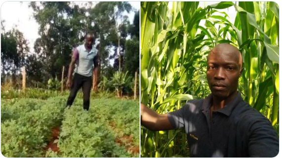 Vincent Isambo: University Graduate Turns To Farming After Failing to Get Job, Makes Ksh20K Per Month