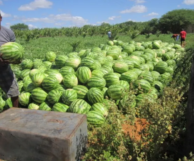 Amos Morori: High School Dropout Who Turned Watermelon Farming Into A Multi-Million Venture In The Village