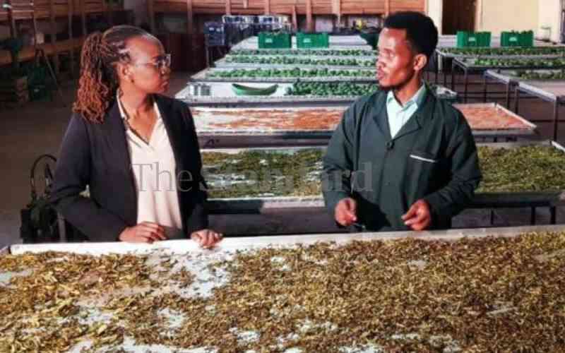 Diana Kendi: Nyeri-based Entrepreneur Turning Avocado Post-Harvest Losses Into A Money-Minting Business