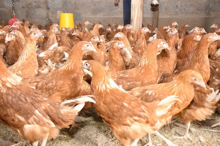 Scholar Kerubo Openda: Primary School Teacher Making Upto Ksh80,000 From Farming 