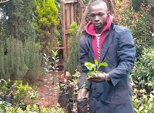 Julius Waweru: Murang'a Farmer Making Ksh 3 Million Per Year With Tree Seedling Cultivation