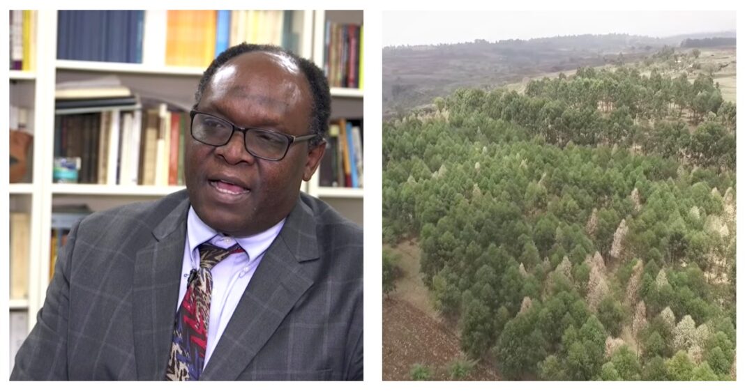 Inside Professor Kusimba’s 200 Acre Tree Farm Worth Ksh 1 Billion