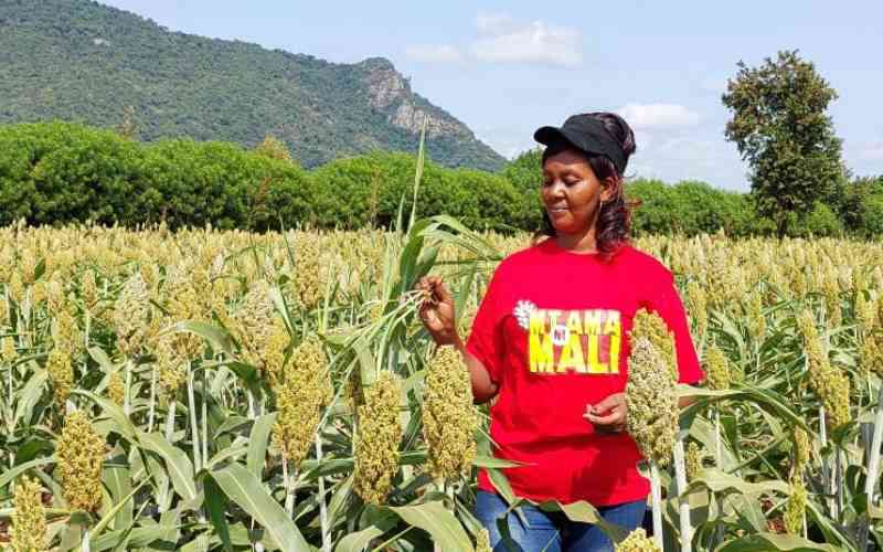 Stella Muthee: Meru Farmer Who Defied Unemployment To Make A Fortune In Sorghum Farming