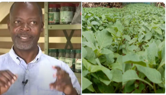 James Shikwati: Kenyan Farmer Finds Success From Exporting Managu, Sagaa, Mrenda, And Terere Abroad