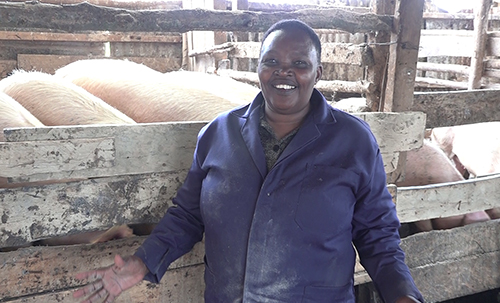 Annastacia Gakuyu: Nairobi Woman Quits Bar Business For Pig Farming, Now Making Ksh21k Per Pig