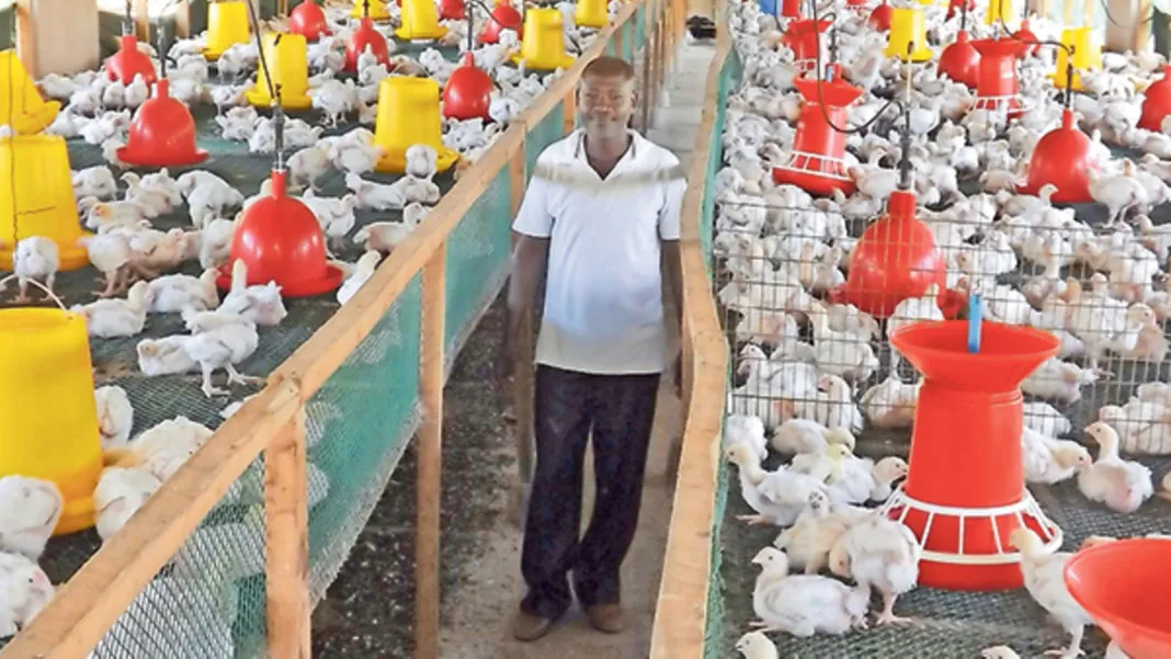 Ahmed Jabri: Kilifi Farmer Who Started With 1,500 Chicks And Ended Up Producing 20,000 Chickens Monthly