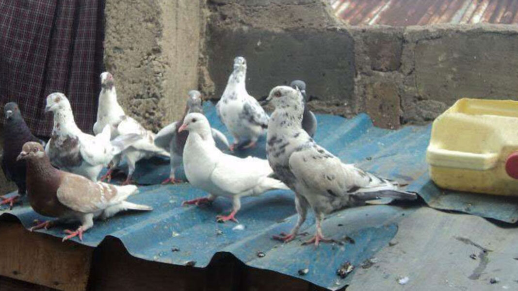 Dennis Chege: Meru Entrepreneur Earning Up To Ksh 60,000 Monthly From Dove Business