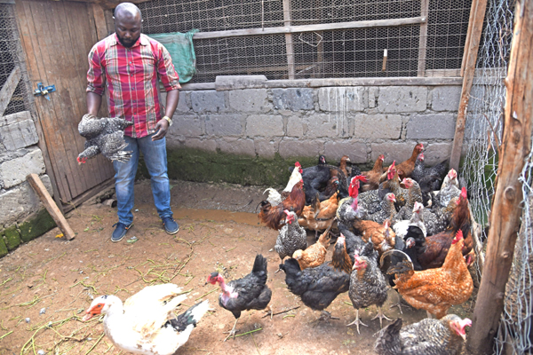 Raphael Mbugua: Criminal Justice Graduate Who Defied Odds To Find Success In Poultry Farming