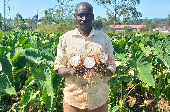 James Nyagwoka: Kisii Farmer Earning Ksh 600,000 Annually From Over 100,000 Arrowroot Plants