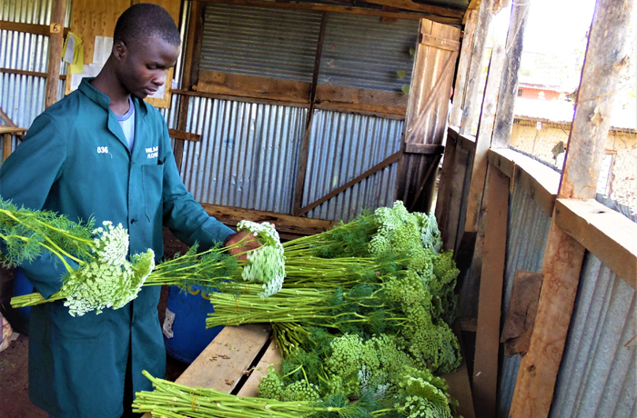 Simon Muriuki: Nyeri Flower Farmer Who Turned His Quarter-Acre Plot into a Money-Minting Business