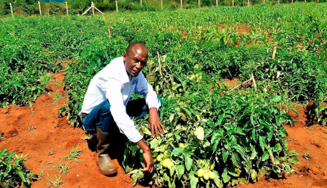 Patrick Mutiso: High School Teacher Minting Cash From Growing PawPaw