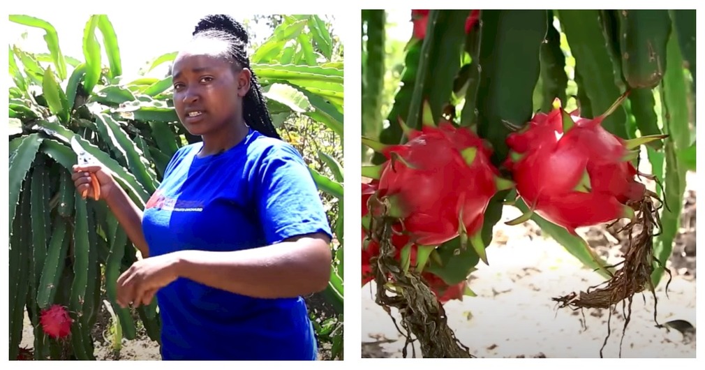 Priscilla Nyairia: Computer Science Graduate Who Teamed With Husband To Make Millions In Dragon Fruits Farming