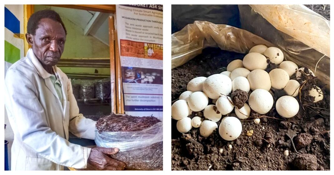 Jackton Onyango Otieno: You Can Be Millionaire In Two Months From Mushroom Farming