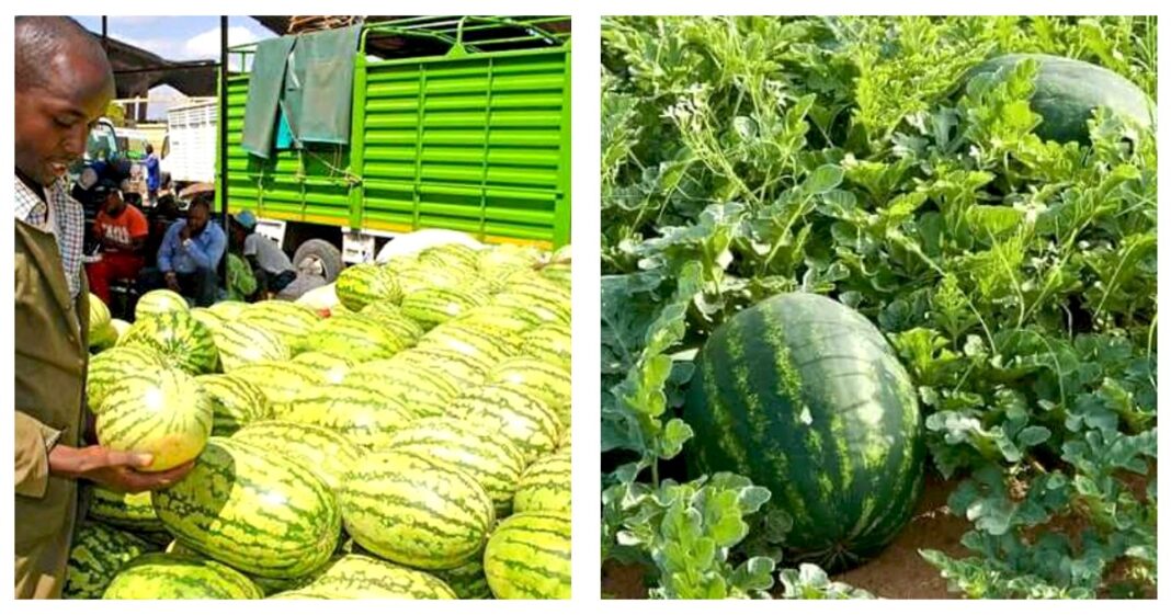 Samuel Ndungu: Form Four Leaver Who Defied Employment To Strike Gold In Watermelon Business