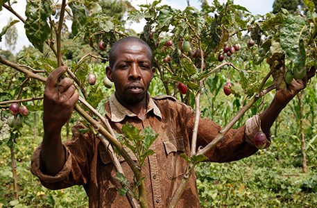 Charles Ngaruiya: How I Transformed Ksh3,500 Into A Thriving Tree Tomato Farming Enterprise